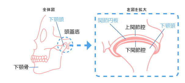 顎関節の構造と診査