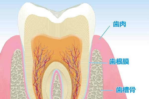 歯周病治療